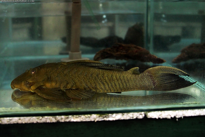 Baryancistrus sp. (L084)