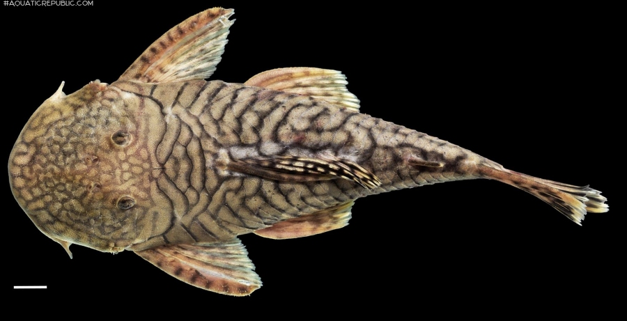 Chaetostoma branickii