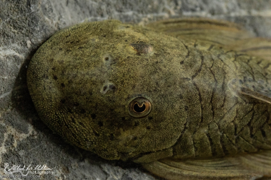 Chaetostoma formosae Chaetostoma formosae