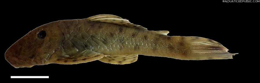 Chaetostoma milesi