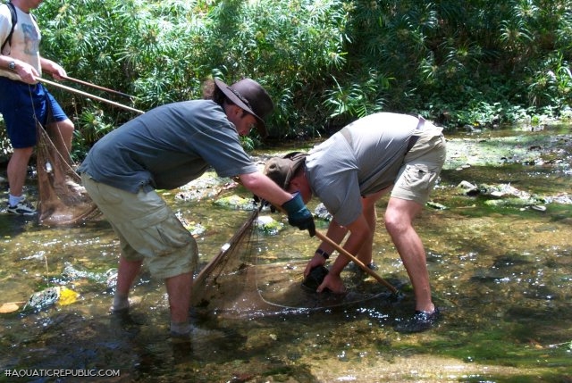 Chaetostoma sp. (L402)