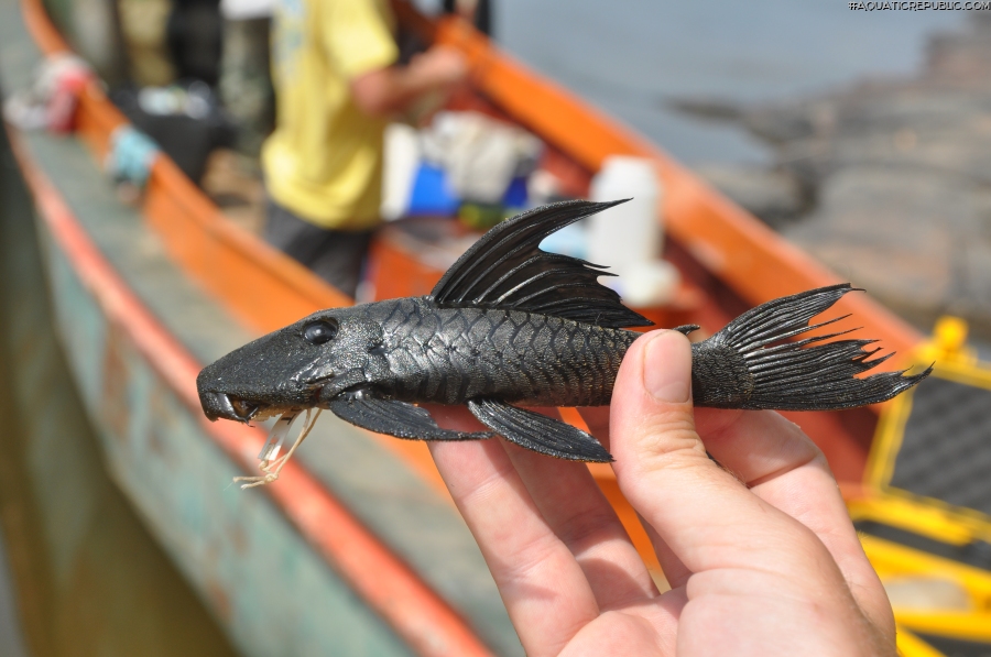 Colossimystax pectegenitor