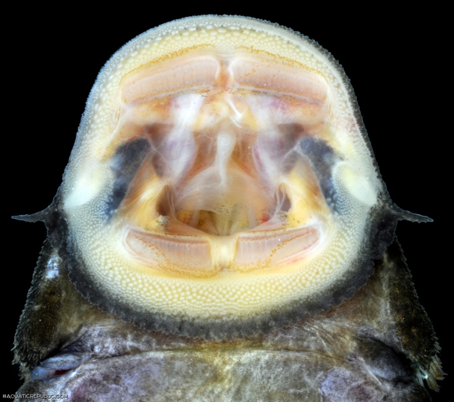 Colossimystax pectegenitor