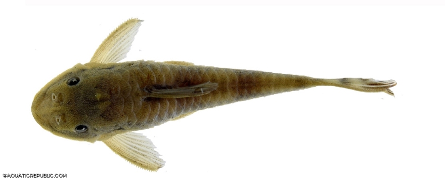 Corumbataia acanthodela