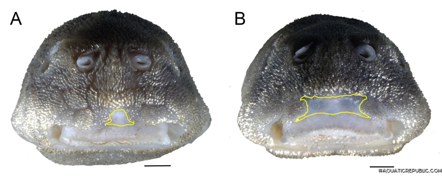 Corumbataia acanthodela Corumbataia acanthodela