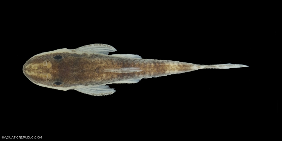 Curculionichthys itaim