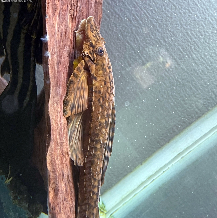 Dekeyseria amazonica