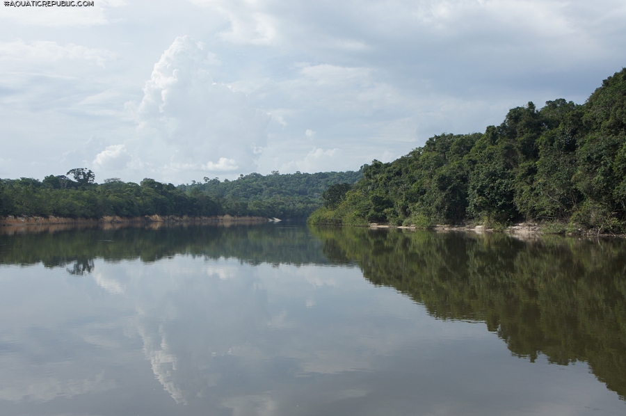 Dekeyseria scaphirhynchus