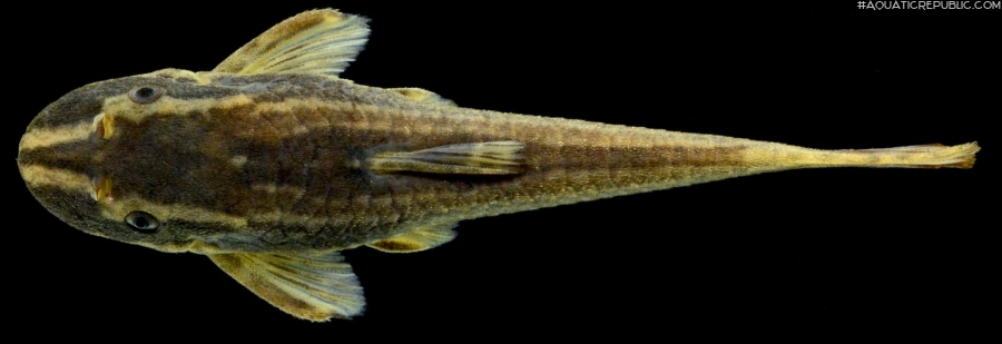 Epactionotus bilineatus