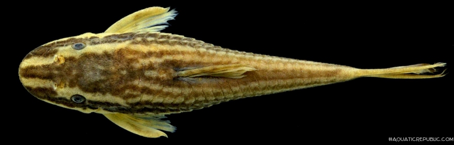 Epactionotus bilineatus Epactionotus bilineatus