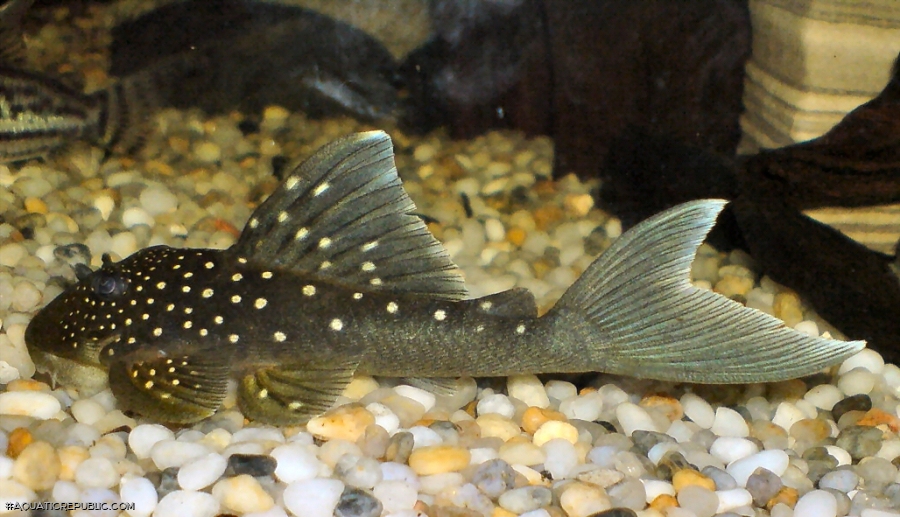 Hemiancistrus sp. (L128)