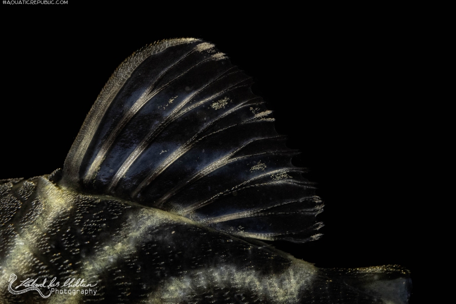 Hypancistrus furunculus