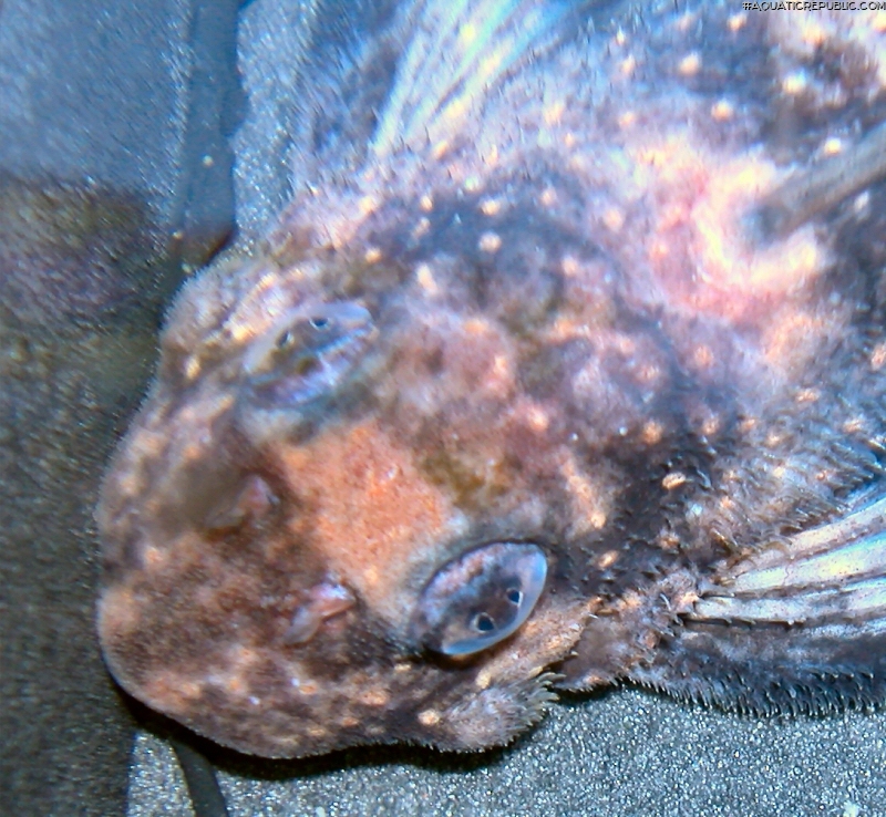 Hypancistrus inspector