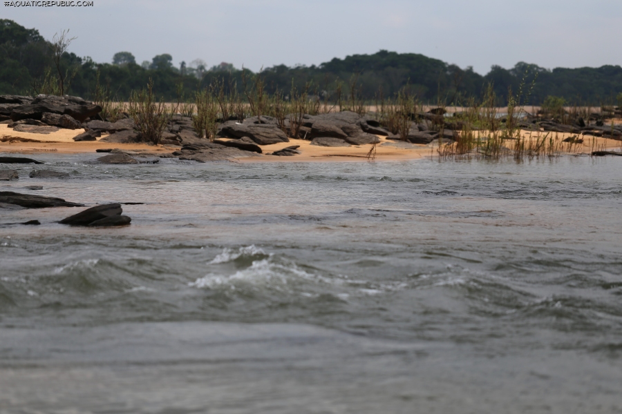 Hypancistrus parkateje