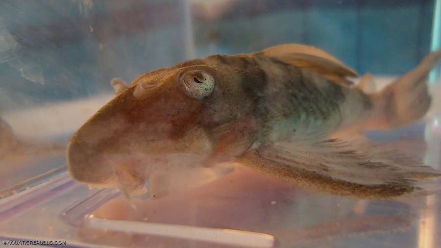 Hypancistrus sp. (L070)