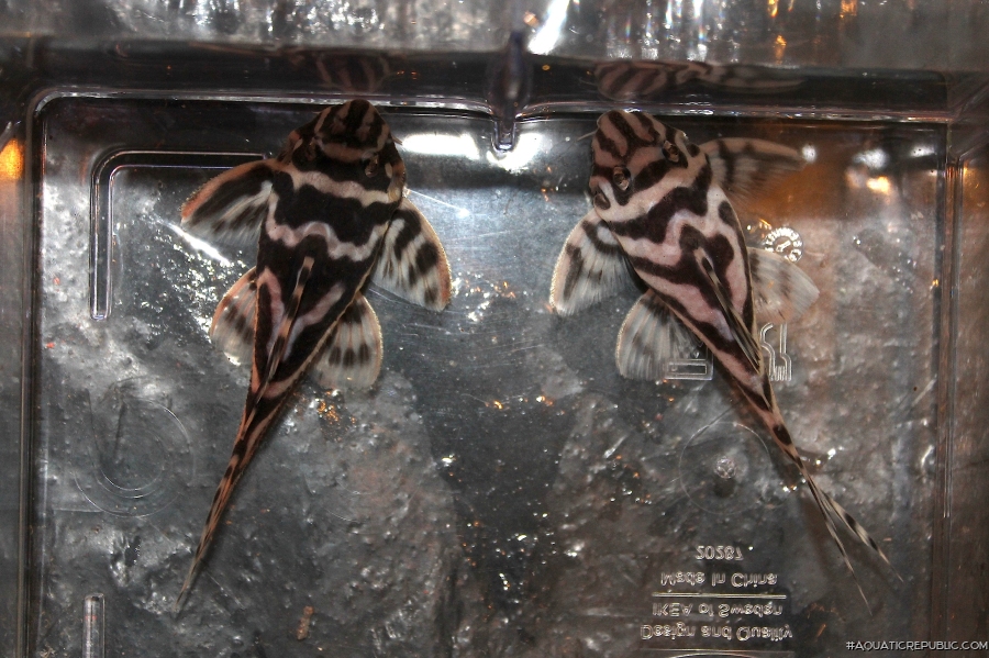 Hypancistrus sp. (L173)
