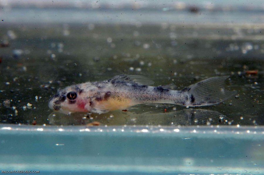 Hypancistrus sp. (L236)