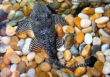 Hypancistrus sp. (L260)