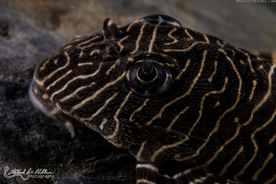 Hypancistrus sp. (L260)