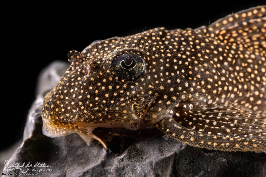 Hypancistrus sp. (L262)