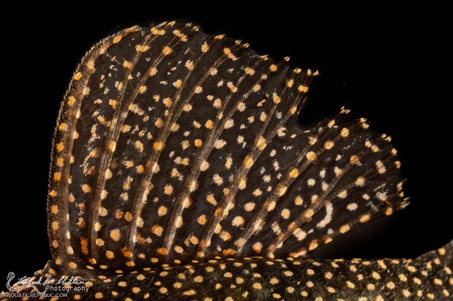 Hypancistrus sp. (L262)