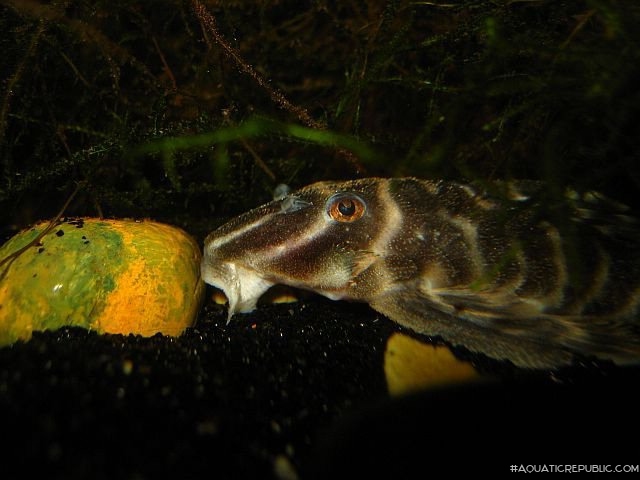 Hypancistrus sp. (L316)