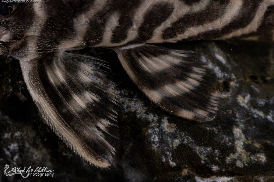 Hypancistrus sp. (L333)