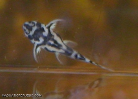 Hypancistrus zebra
