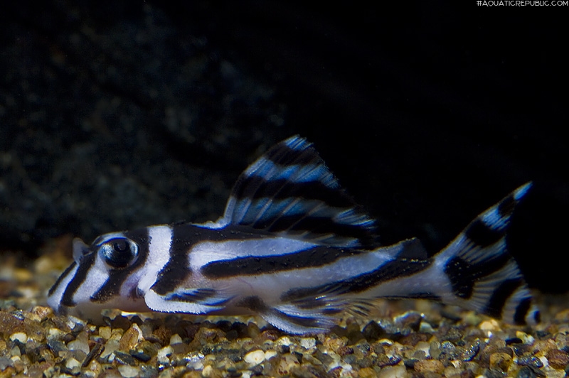 Hypancistrus zebra
