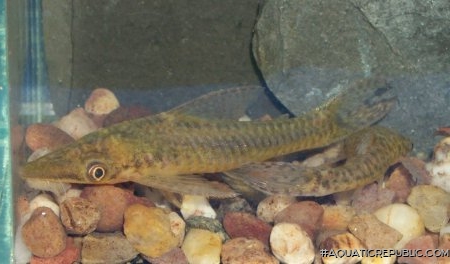 Hypoptopoma thoracatum