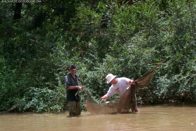 Hypoptopoma thoracatum