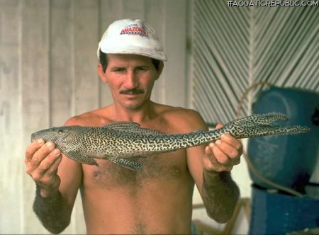 Isorineloricaria spinosissima