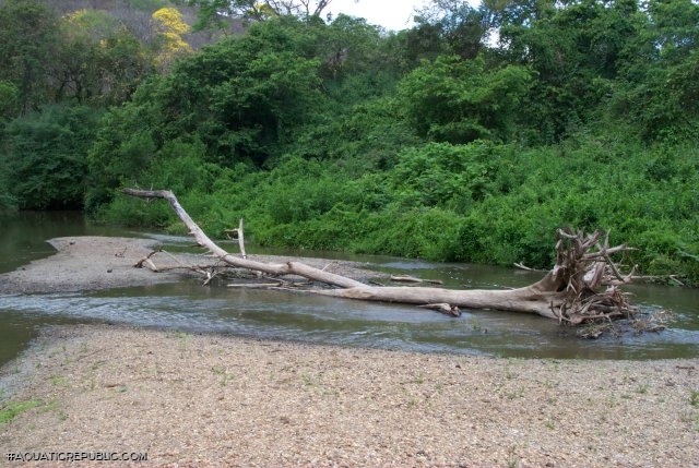 Lamontichthys llanero