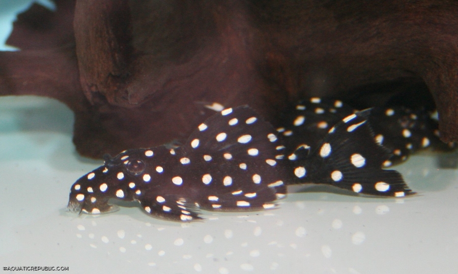 Leporacanthicus cf. galaxias(l240)