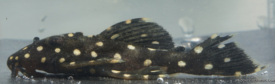 Leporacanthicus galaxias