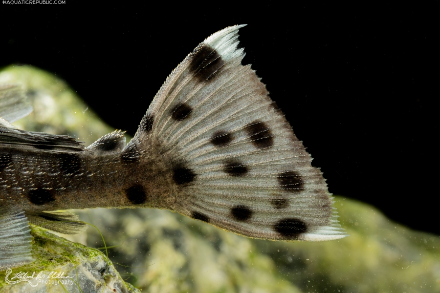 Leporacanthicus joselimai