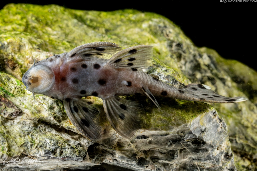 Leporacanthicus joselimai