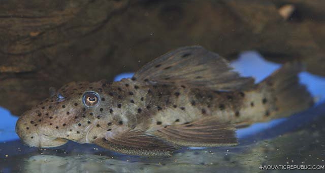 Leporacanthicus sp. (L263)