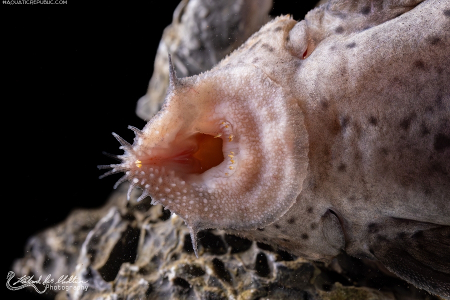 Leporacanthicus triactis