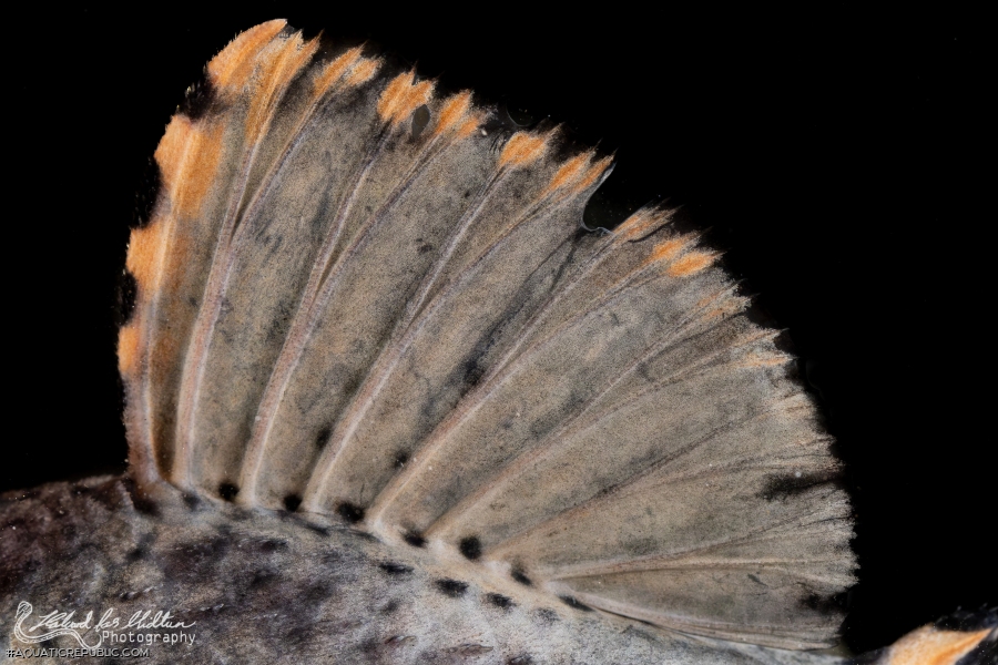 Leporacanthicus triactis