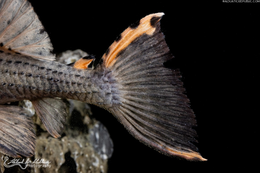 Leporacanthicus triactis