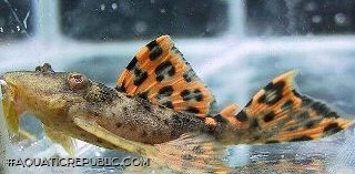 Leporacanthicus triactis