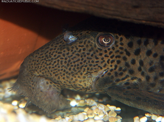 Leporacanthicus triactis