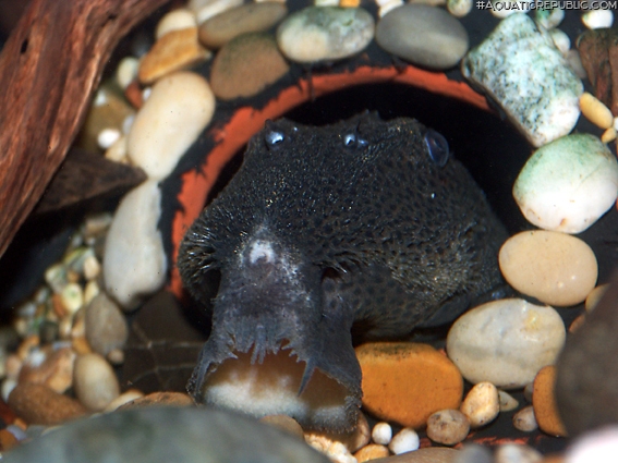 Leporacanthicus triactis