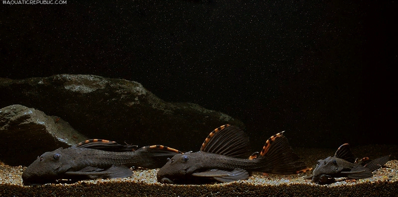 Leporacanthicus triactis