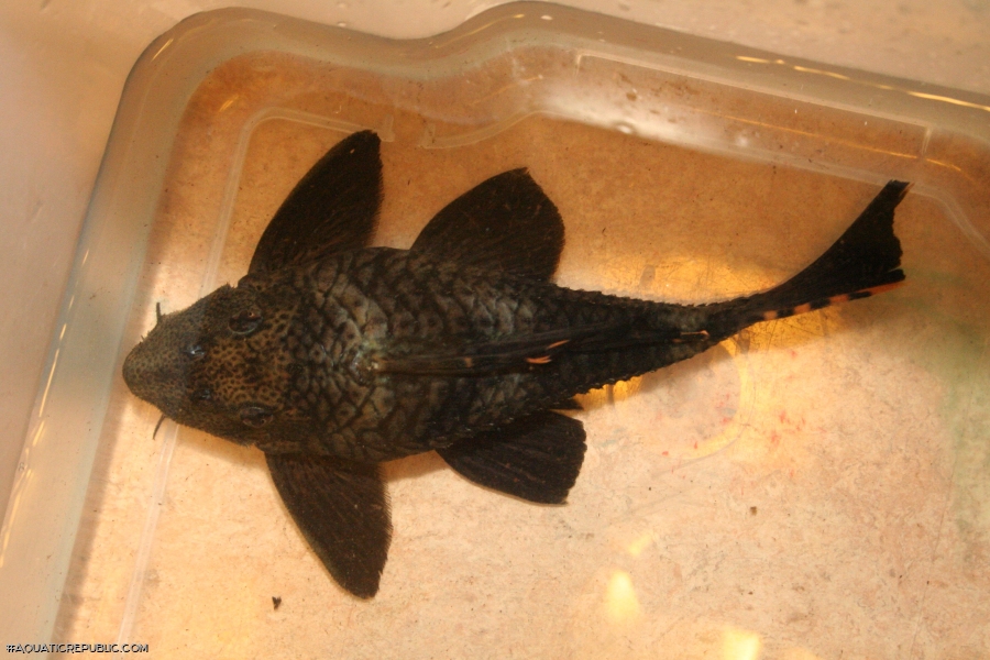 Leporacanthicus triactis