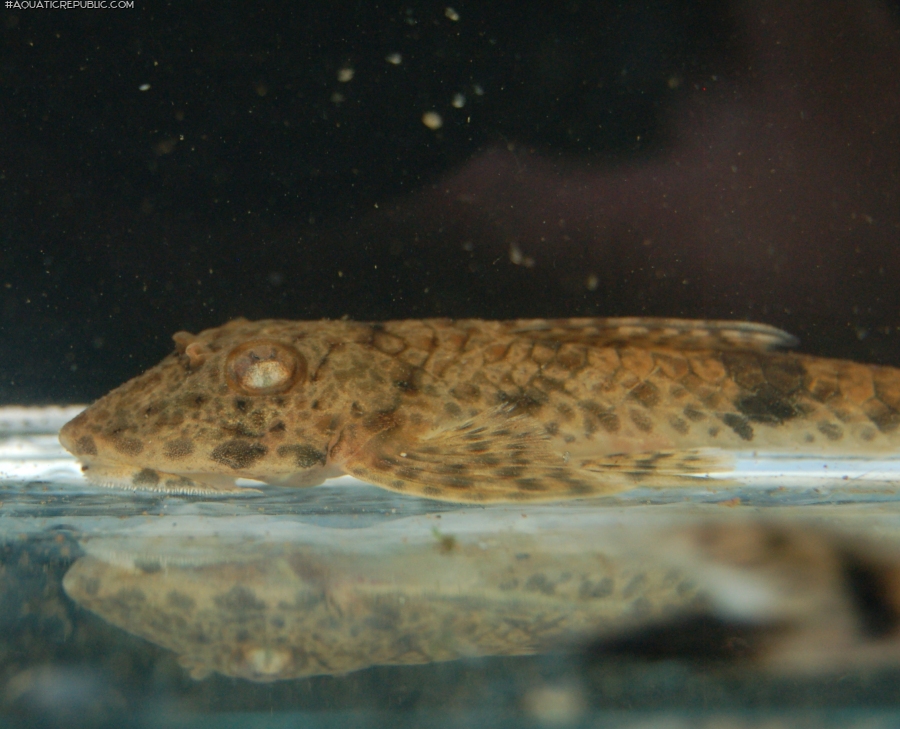 Metaloricaria nijsseni