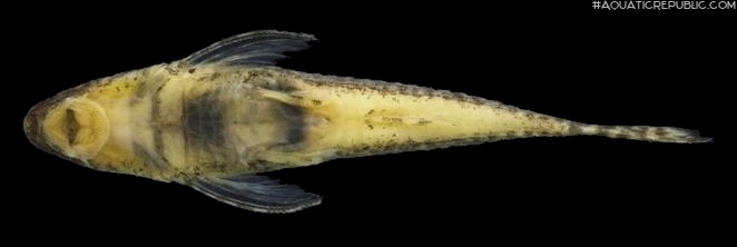 Nannoxyropsis acicula