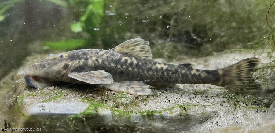 Neoplecostomus altimontanus
