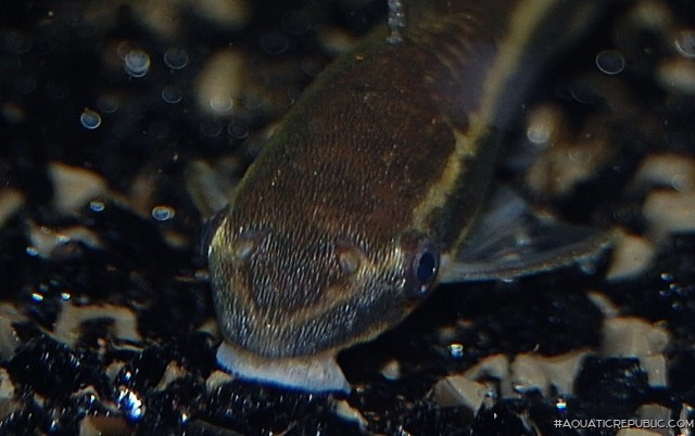 Otocinclus macrospilus